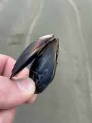 Mytilus planulatus