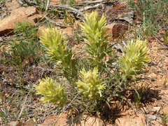 Castilleja citrina