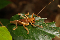 Gryllacrididae