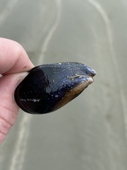 Mytilus planulatus