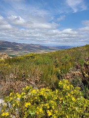 Stirtonanthus taylorianus