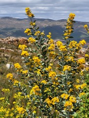 Stirtonanthus taylorianus