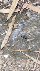 Cosmodela batesi