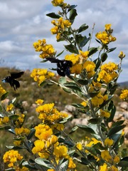 Stirtonanthus taylorianus