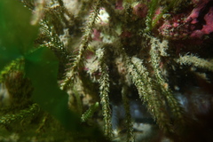 Caulerpa brownii