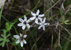 Wurmbea biglandulosa