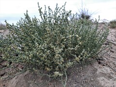 Anabasis brevifolia