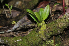Bulbophyllum aphanopetalum