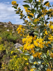 Stirtonanthus taylorianus