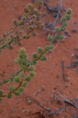Salsola australis