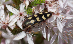 Castiarina decemmaculata