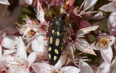 Castiarina parallela
