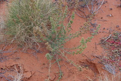 Salsola australis