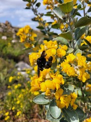 Stirtonanthus taylorianus