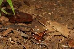 Penalva flavocalceata