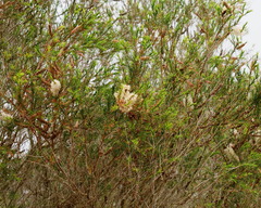 Melaleuca lanceolata