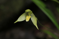 Bulbophyllum aphanopetalum