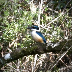 Todiramphus sanctus vagans