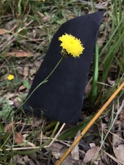 Leptorhynchos squamatus