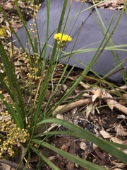 Leptorhynchos squamatus