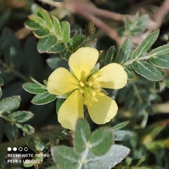 Tribulus terrestris