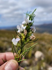 Psoralea