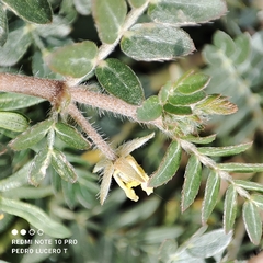 Tribulus terrestris