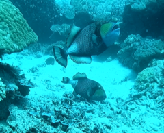 Balistoides viridescens