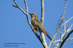 Chrysococcyx basalis