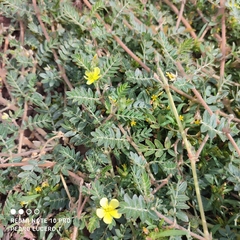 Tribulus terrestris