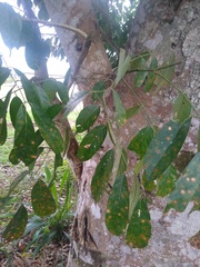 Millettia barteri