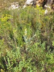 Stirtonanthus taylorianus