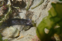 Ruanoho decemdigitatus