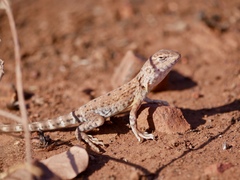 Ctenophorus caudicinctus