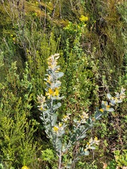 Stirtonanthus taylorianus