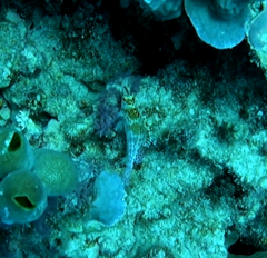 Cirrhitichthys falco