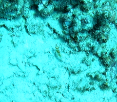 Cirrhitichthys falco