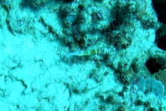 Cirrhitichthys falco