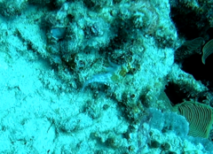 Cirrhitichthys falco