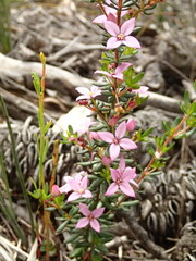 Boronia edwardsii