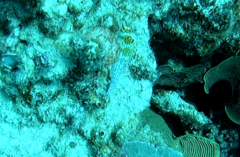 Cirrhitichthys falco