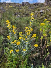 Stirtonanthus taylorianus