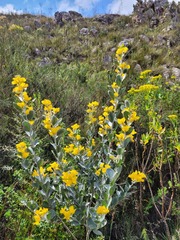 Stirtonanthus taylorianus