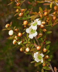 Leptospermum polygalifolium