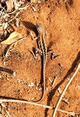 Chalarodon madagascariensis