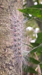 Chrysaeglia magnifica