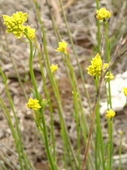 Glischrocaryon behrii