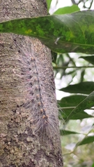 Chrysaeglia magnifica