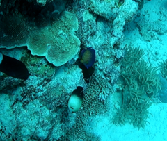 Centropyge bispinosa