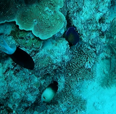 Centropyge bispinosa